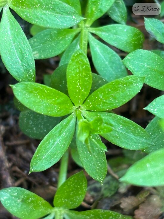 Galium triflorum